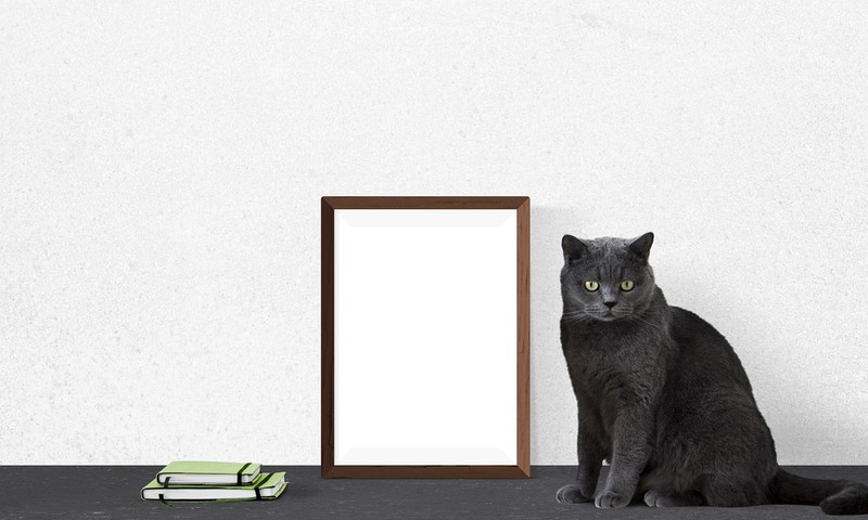 狗狗皮肤问题的识别与护理：宠物主人的皮肤健康指南