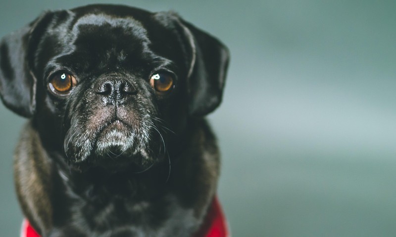 忠诚守护者：金毛寻回犬的品种特点与饲养指南