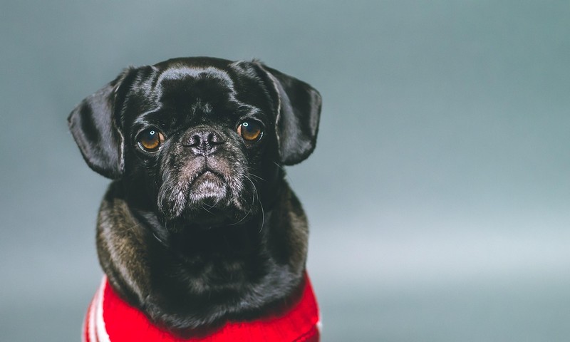 猫咪肠胃不适的常见症状与护理方法