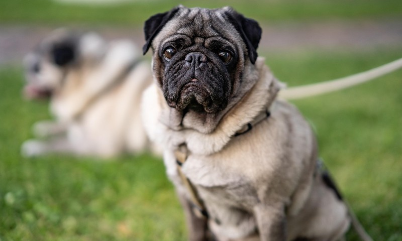 狗狗口腔护理指南：守护狗狗口腔健康