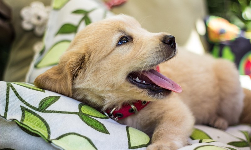 狗狗毛发护理全攻略：让狗狗毛发光泽柔顺