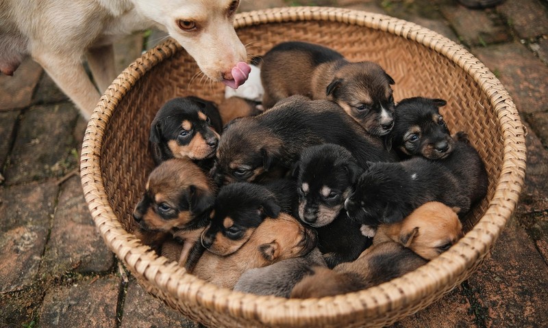 猫咪皮肤瘙痒的常见原因及应对措施