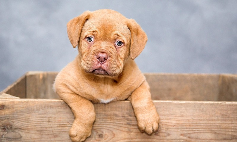 宠物皮肤问题的早期识别与护理：预防与治疗攻略