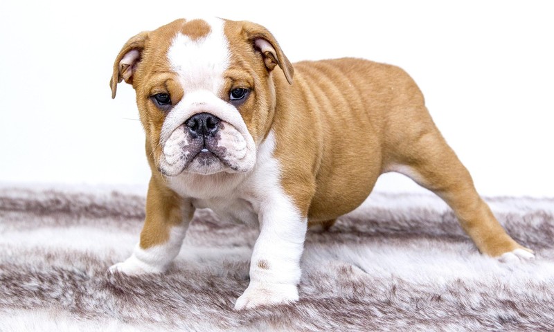 狗狗皮肤问题的识别与护理