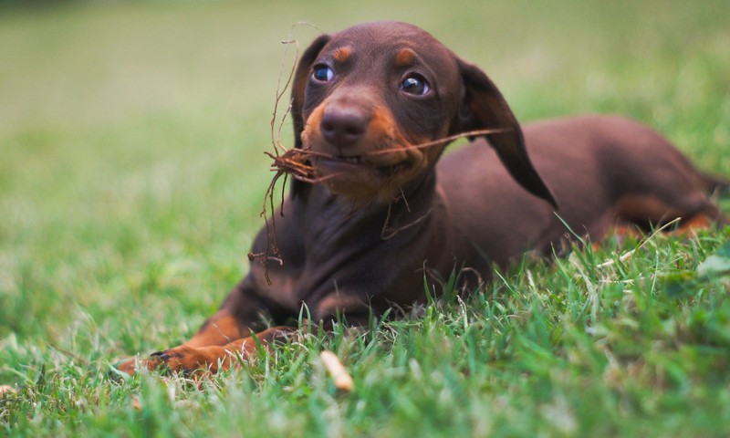 宠物皮肤问题诊断与日常护理全攻略