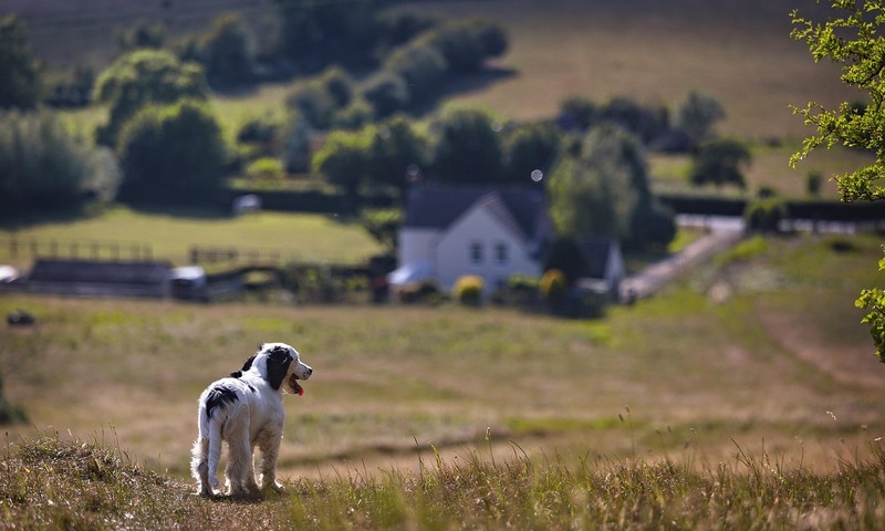狗狗毛发护理全攻略：让爱犬拥有一身亮丽毛发