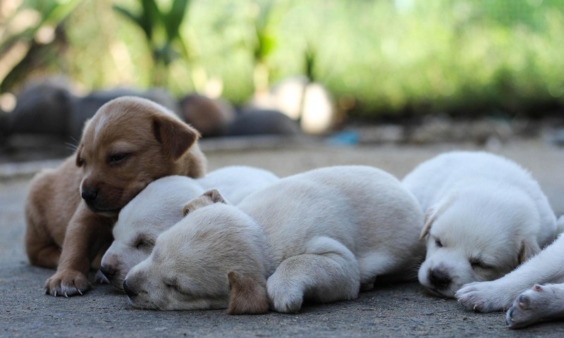 猫咪换粮攻略：平稳过渡，呵护猫咪肠胃健康