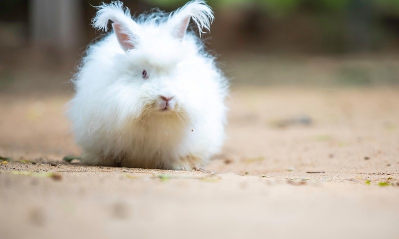 狗狗毛发护理指南：保持狗狗毛发亮丽，展现宠物风采