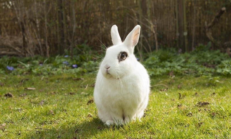 金毛寻回犬：忠诚友善的伴侣犬种