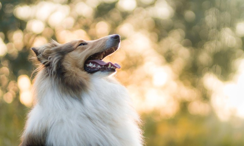 狗狗品种解析：金毛寻回犬的忠诚与智慧