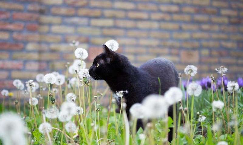 猫咪常见皮肤问题的识别与预防