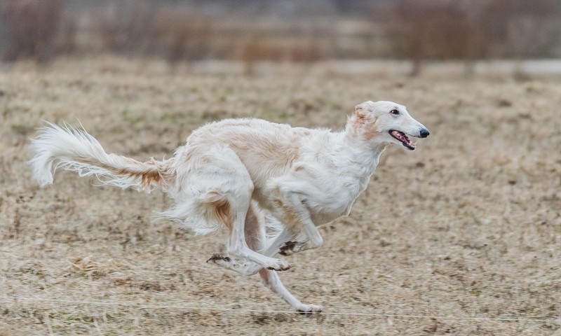 狗狗肠胃不适的信号与应对策略