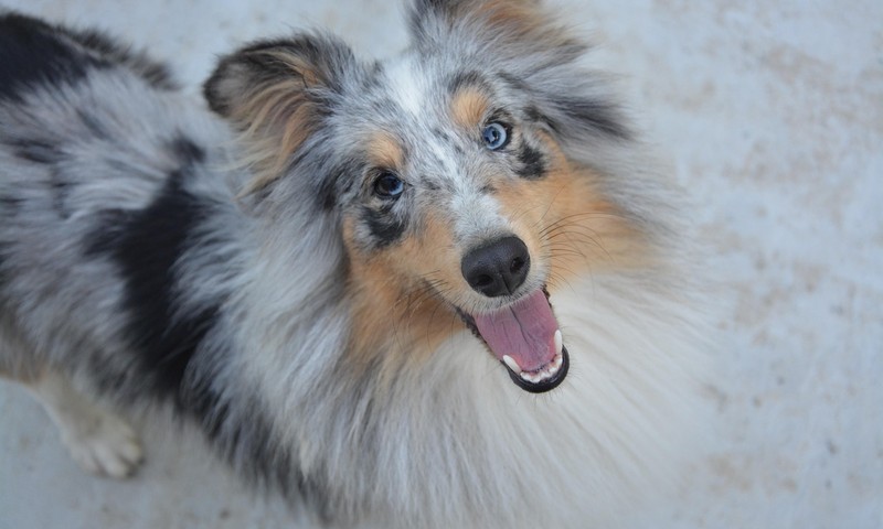 狗狗腹泻：原因、预防和应对措施