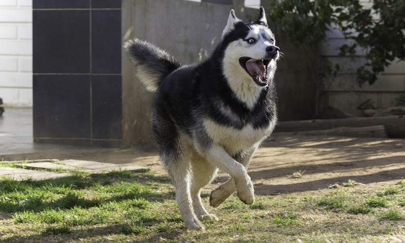 狗狗毛发护理全攻略：从饮食到日常打理，让狗狗毛发亮丽如丝