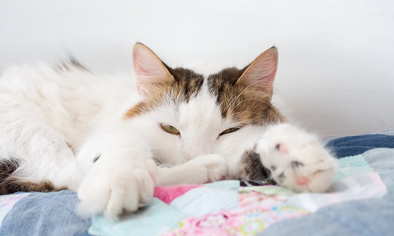 了解比熊犬：毛茸茸的微笑天使