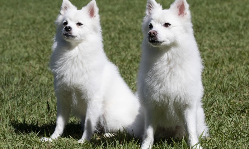 猫咪换粮技巧：如何让猫咪顺利过渡新粮