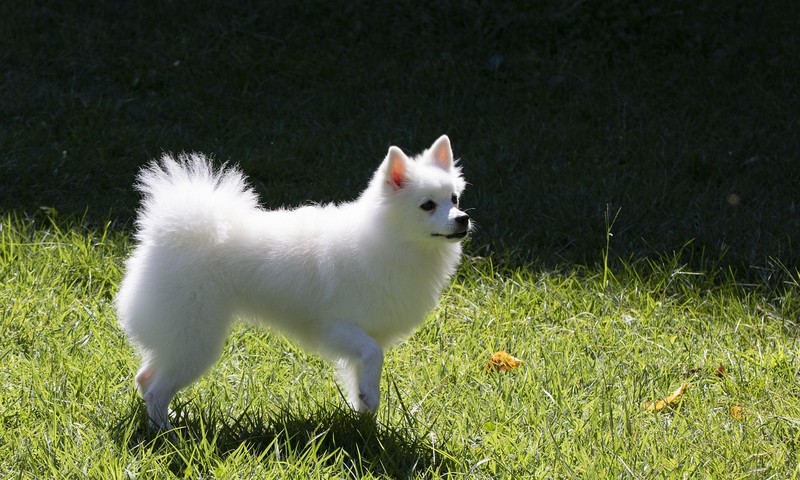 狗狗毛发护理全攻略：从饮食到日常打理，让狗狗毛发亮丽如丝