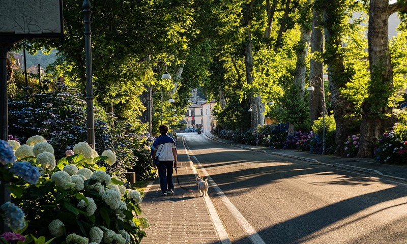 狗狗皮肤问题的识别与应对策略
