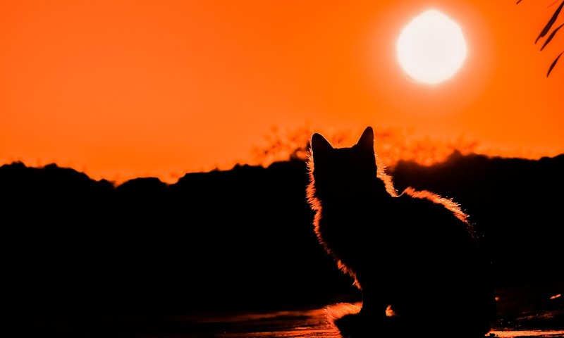 猫咪常见肠胃疾病症状及预防措施