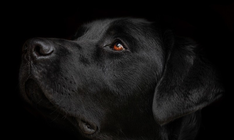 猫咪常见肠胃问题：症状识别与预防措施