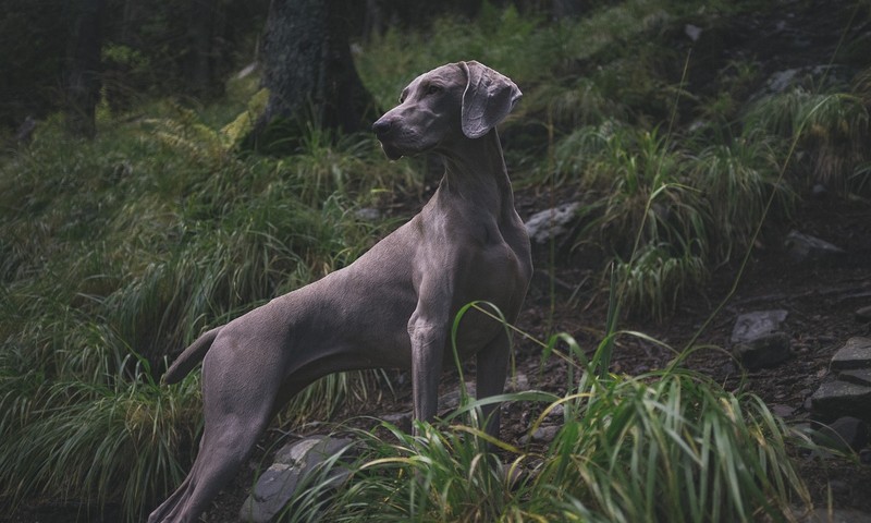 狗狗毛发护理全攻略：从日常护理到洗澡技巧