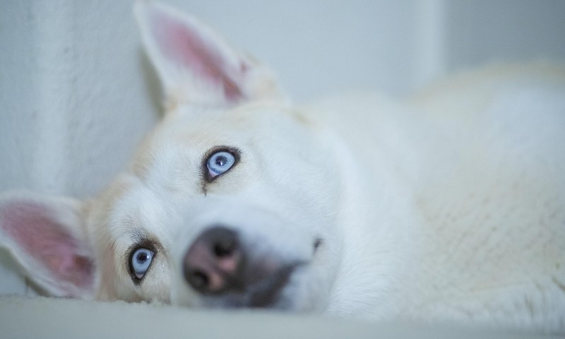 狗狗品种大揭秘：金毛寻回犬的魅力与特点