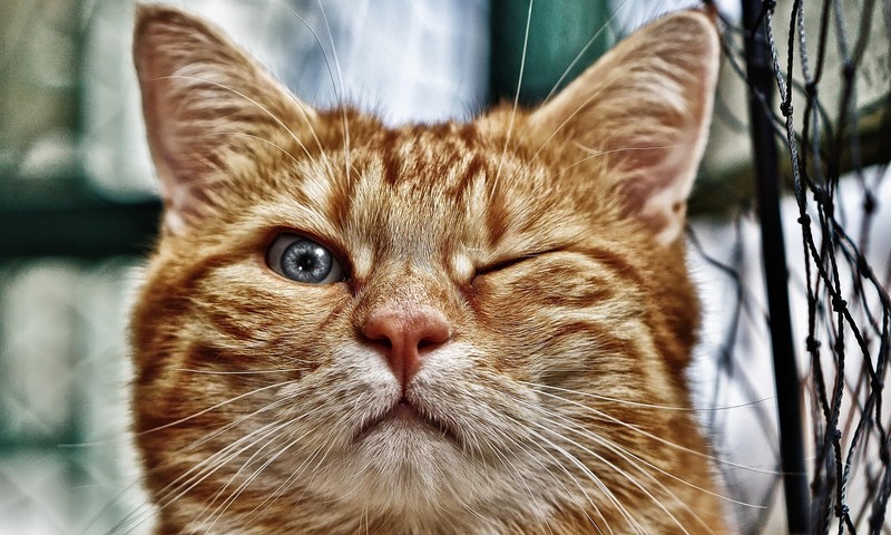 狗狗毛发护理全攻略：从饮食到清洁，全方位呵护爱犬毛发