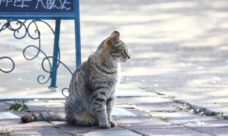 猫咪皮肤问题诊断与护理指南