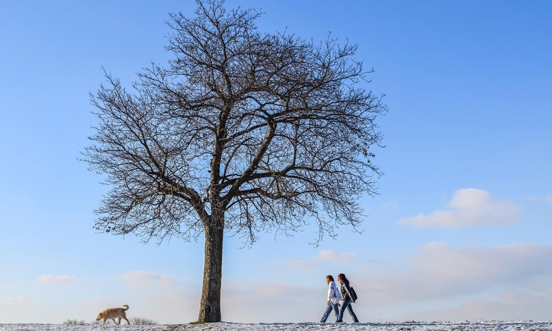 猫咪换粮攻略：轻松过渡，呵护猫咪肠胃健康