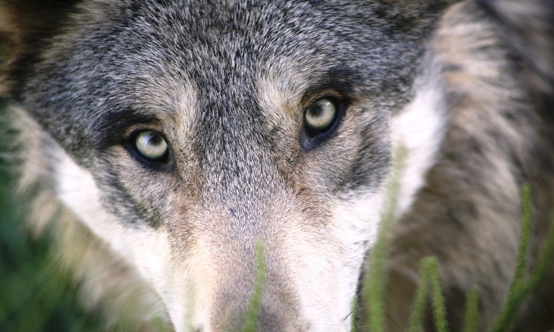 忠诚伙伴的典范：金毛寻回犬的忠诚与智慧