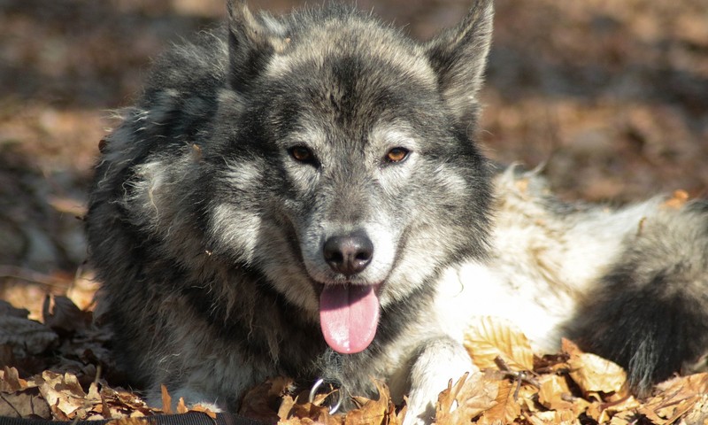 猫咪换粮全攻略：如何让猫咪顺利过渡新食物？
