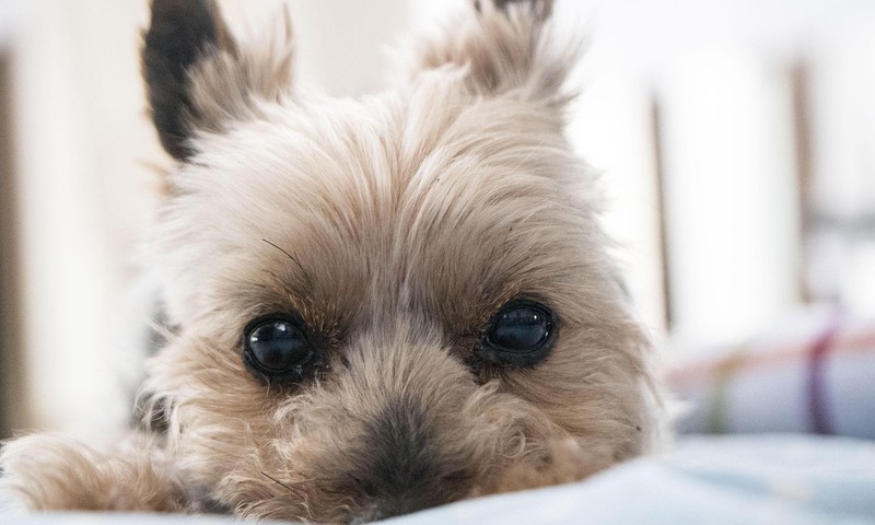 宠物肠胃不适的信号与应对指南