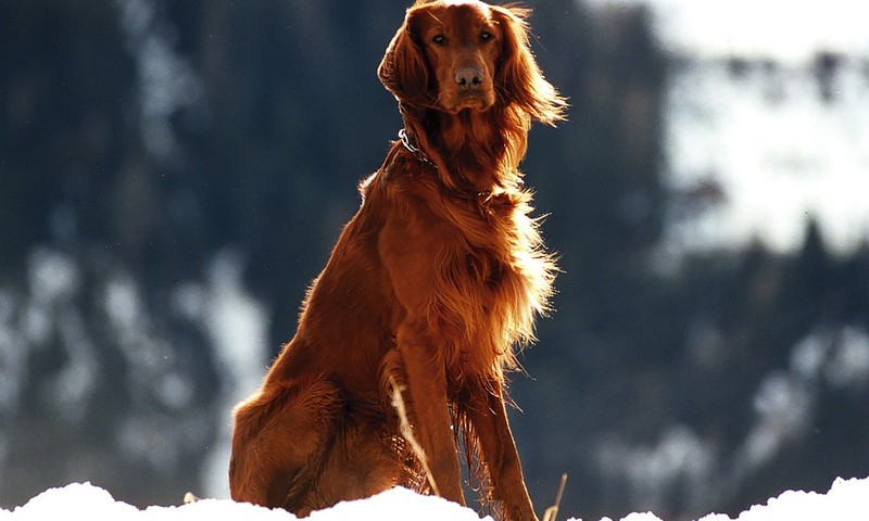 宠物皮肤问题的识别与处理方法