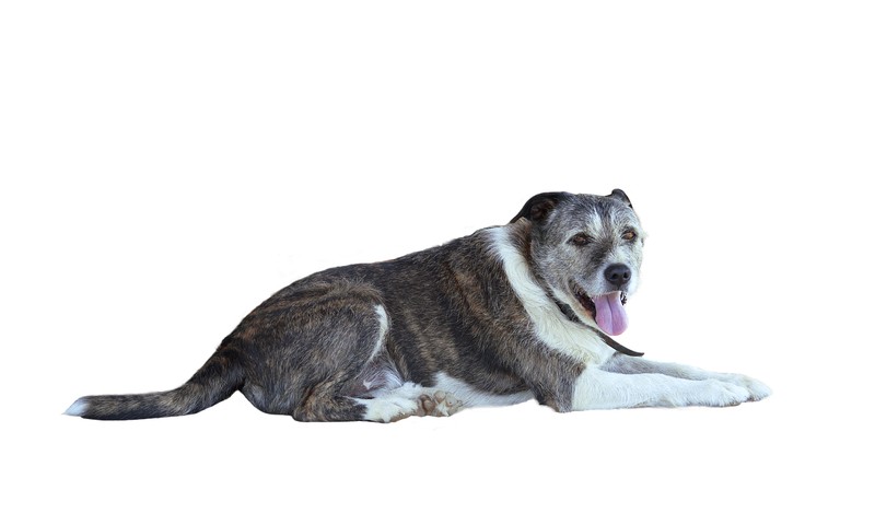 猫咪换粮指南：平稳过渡，呵护猫咪肠胃健康