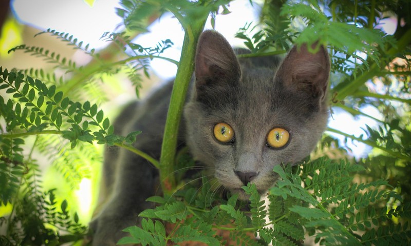 猫咪肠胃不适的常见症状与护理方法