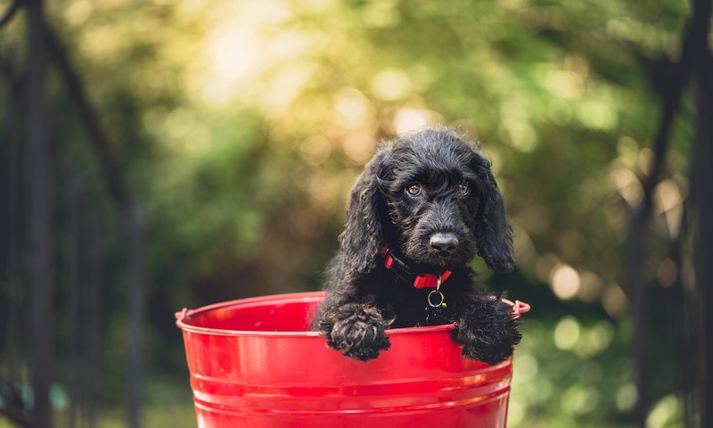 猫咪换粮攻略：如何平稳过渡，避免肠胃不适