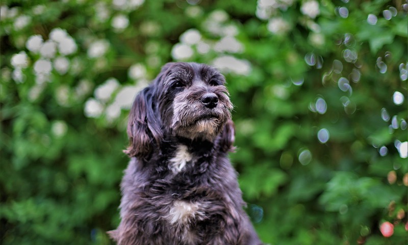 猫咪换粮攻略：平稳过渡，呵护肠胃健康