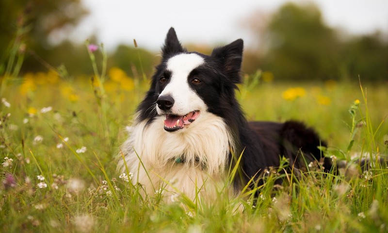 狗狗换粮攻略：如何让狗狗平稳过渡新食物？