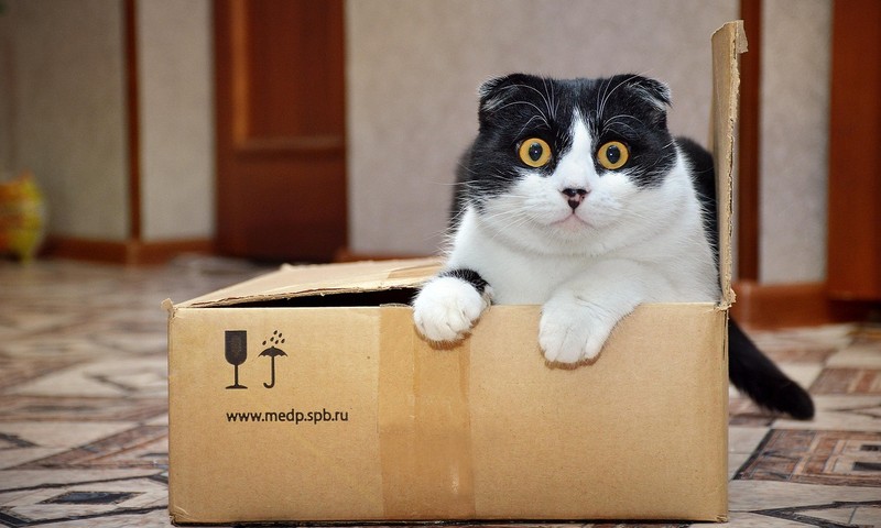 猫咪毛发护理全攻略：让猫咪拥有靓丽毛发