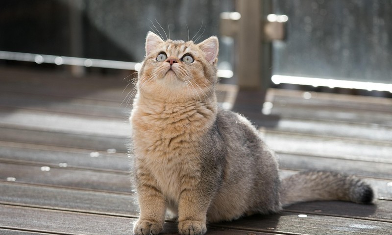 猫咪换粮技巧：轻松过渡，呵护爱宠肠胃