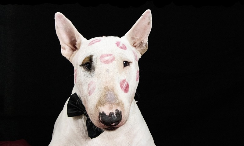 猫咪换粮攻略：平稳过渡，呵护猫咪肠胃健康