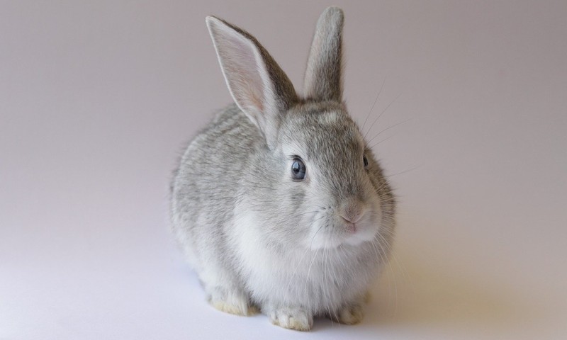 狗狗毛发护理全攻略：从饮食到日常打理，让狗狗毛发亮丽如丝