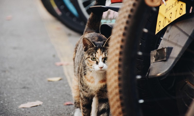 猫咪中的优雅代表——波斯猫