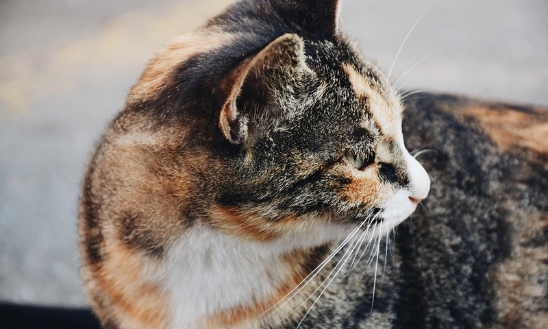 狗狗毛发护理全攻略：从饮食到日常打理，让狗狗毛发亮丽如丝