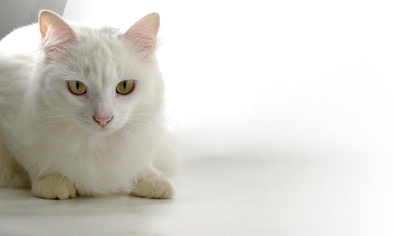 暹罗猫：热情活泼的东方佳人