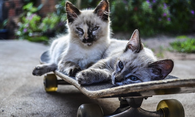 猫咪换粮攻略：平稳过渡，呵护猫咪肠胃健康