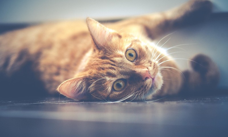 狗狗皮肤问题的诊断与护理指南