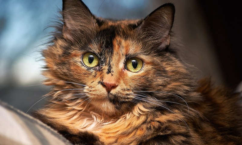 猫咪肠胃调理：常见问题、饮食建议与护理技巧