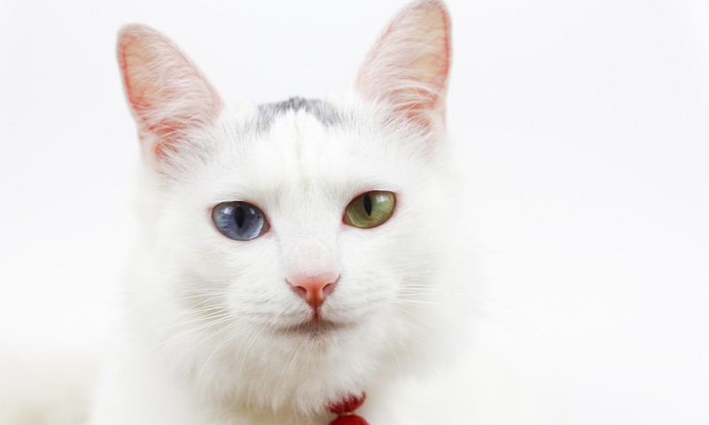 猫咪换粮攻略：平稳过渡，呵护猫咪肠胃健康