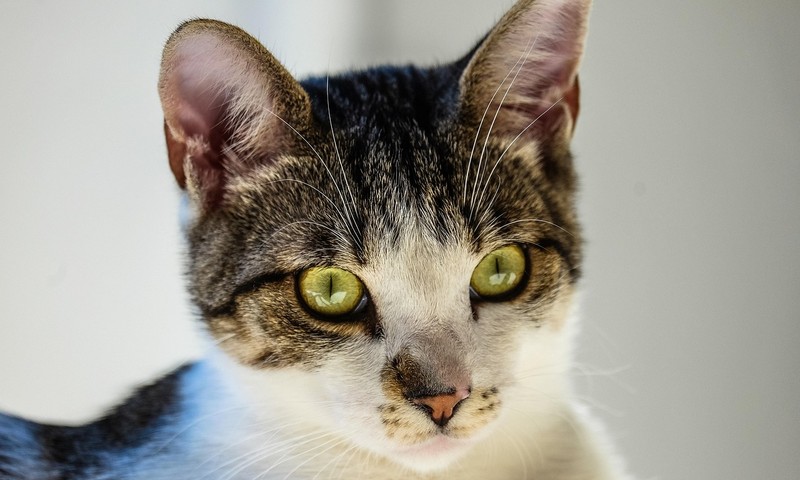 猫咪换粮攻略：轻松过渡，呵护猫咪肠胃健康